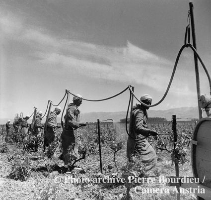 Ein Algerien-Foto von Pierre Bourdieu aus der Zeit 1957–1961: Das Bild zeigt eine Reihe von Landarbeitern, die die Rebstöcke mit Sulfat besprühen, das durch einen langen Schlauch geleitet wird.Schwefelung der Weinstöcke, Ebene der Mitidja, N 48/262, aus: Pierre Bourdieu, In Algerien. Zeugnisse der Entwurzelung. Herausgegeben von Franz Schultheis und Christine Frisinghelli. Aus dem Französischen von Jörg Ohnacker und Daniela Böhmler, Graz 2003, 2. Aufl. Konstanz 2009. Ein Ausschnitt des Fotos wurde veröffentlicht als Titelbild des Buches von Pierre Bourdieu u.a., Travail et travailleurs en Algérie, Paris 1963.(© Fondation Pierre Bourdieu, St. Gallen/Courtesy: Fotoarchiv Pierre Bourdieu, Camera Austria, Graz) Ein Algerien-Foto von Pierre Bourdieu aus der Zeit 1957–1961.