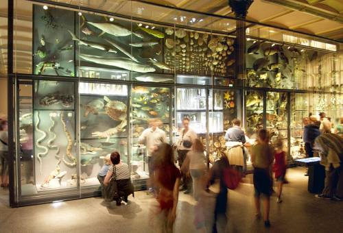 Biodiversität und sozial-kulturelle Diversität: eine verführerische konzeptionelle Parallelisierung, die viele Fragen aufwirft. Besucher*innen vor der »Biodiversitätswand«, einer Vitrine mit einer bunten Fülle von Tierpräparaten im Museum für Naturkunde, Berlin 2007. (© Raimond Spekking / CC BY-SA 4.0; via Wikimedia Commons, Naturkundemuseum Berlin – Präparationsvitrine, CC BY-SA 4.0)