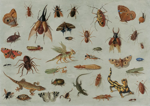 Frühneuzeitliche »Streumusterbilder« von Tieren begründen den bis in die Gegenwart verbreiteten Typus von Biodiversitätsbildern: die parataktische, unhierarchische und egalitäre Nebenordnung von Körpern »schöner« Tiere sehr verschiedener Arten in einer Ebene. Dieser Bildtypus bringt das Einzelne in seinem arttypischen Eigensinn und seiner Pluralität zum Ausdruck und verzichtet dabei auf die Darstellung einer Geschlossenheit, eines Systems oder auch nur der Interaktion der Einzelwesen, die vielmehr indifferent nebeneinanderstehen. (Jan van Kessel d.Ä.: Insekten und Kriechtiere, um 1658, auf Kupfer, 39,3 × 56,2 cm, Rheinisches Landesmuseum Bonn, Inv. Nr. 36.530; Wikimedia Commons/Public Domain)